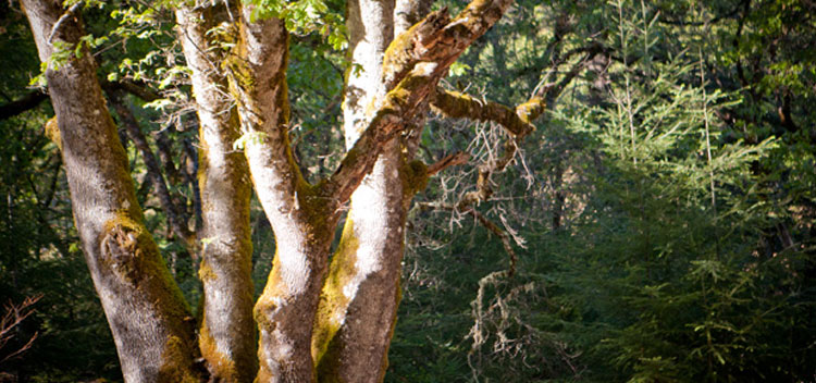 beautiful tree trunks dappled in sun with forest in background at Bell Valley Retreat